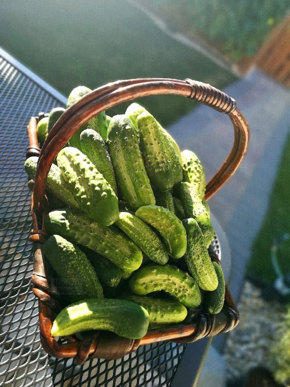 Quick and Easy Refrigerator Pickled Cucumbers Maricels Recipes Home